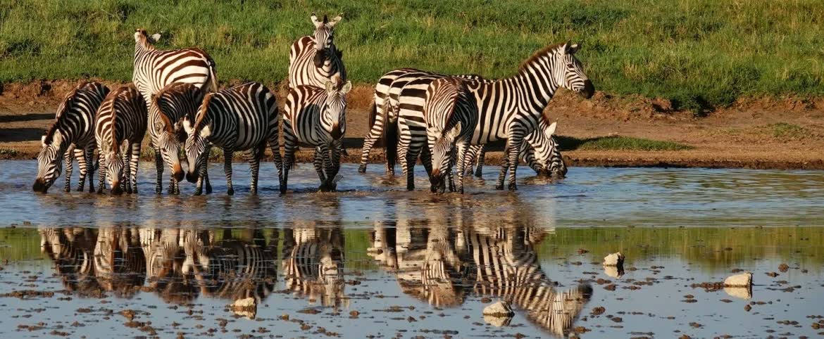Safari Assistance by Olive Homes